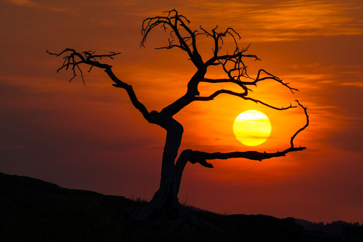 Pinus Flexilis Sunset Mural Wallpaper - pure wallpaper artwork
