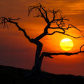 Pinus Flexilis Sunset Mural Wallpaper - pure wallpaper artwork