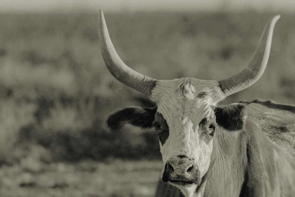 High Desert Herd Sepia Mural Wallpaper - pure wallpaper artwork