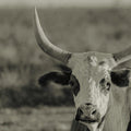 High Desert Herd Sepia Mural Wallpaper - pure wallpaper artwork