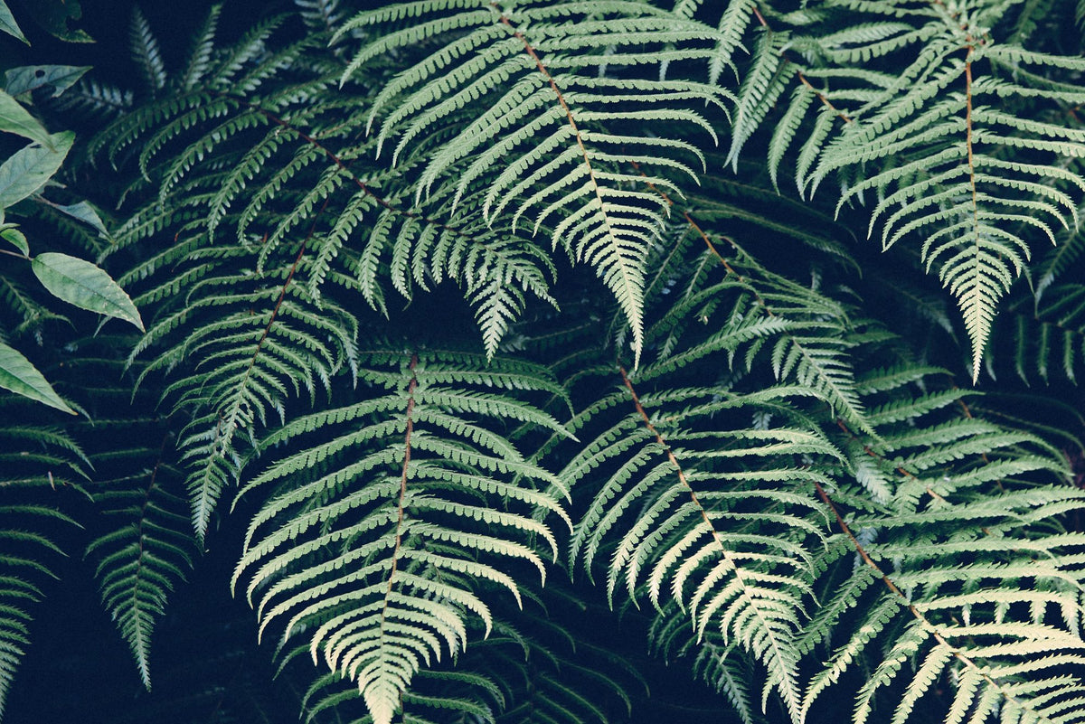 Fern Leaves Mural Wallpaper - pure wallpaper artwork