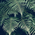 Fern Leaves Mural Wallpaper - pure wallpaper artwork