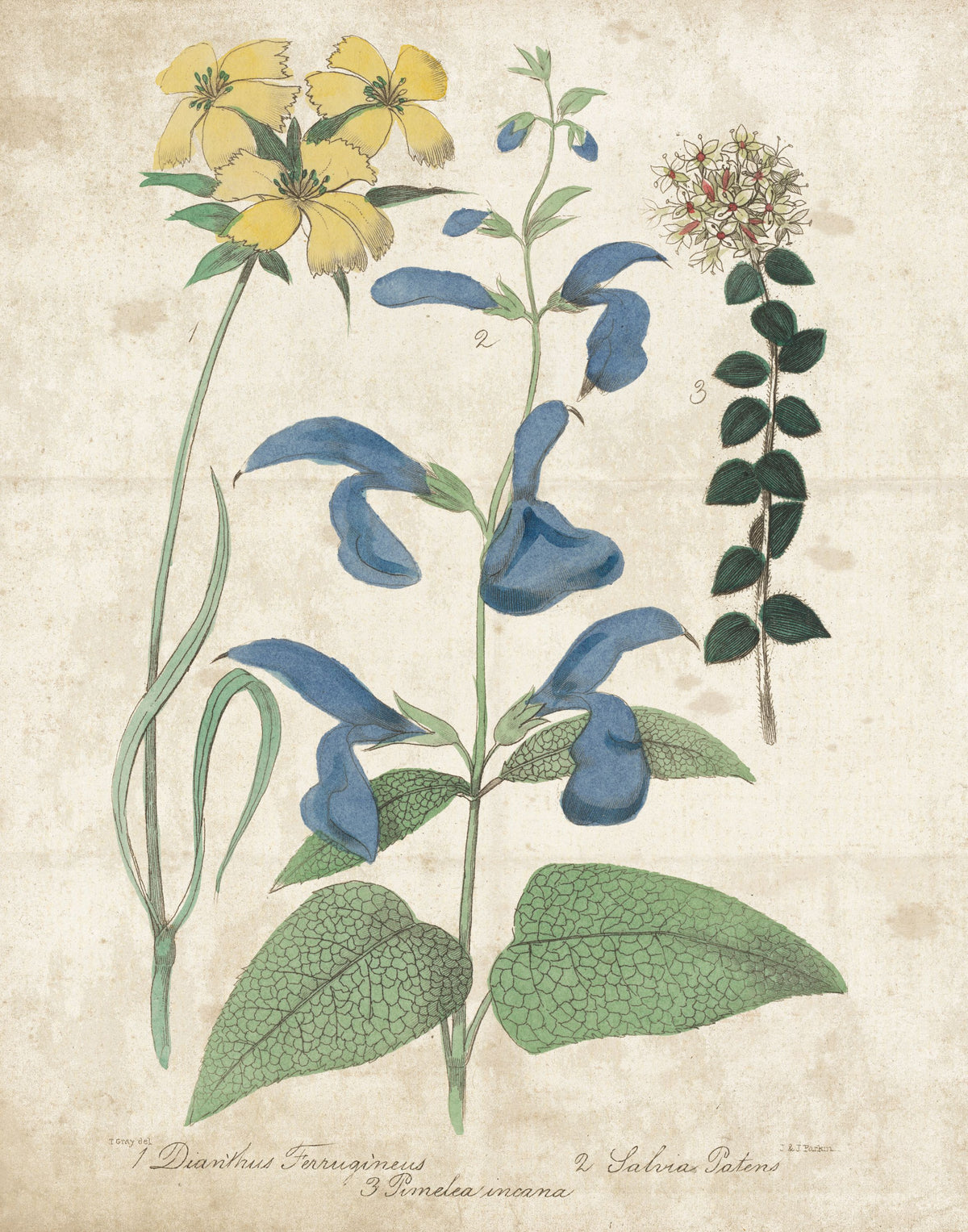 Salvia Florals Vintage II Mural Wallpaper - pure wallpaper artwork