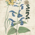 Salvia Florals Vintage II Mural Wallpaper - pure wallpaper artwork