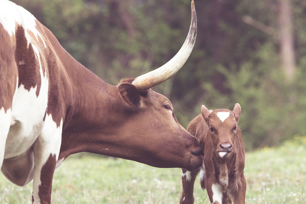 Longhorn Pasture Pair Mural Wallpaper - pure wallpaper artwork