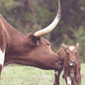 Longhorn Pasture Pair Mural Wallpaper - pure wallpaper artwork