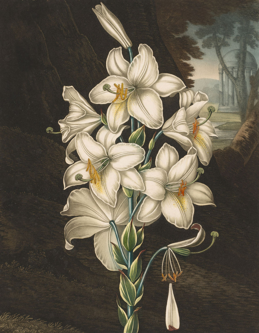 Temple of Flora White Mural Wallpaper