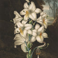 Temple of Flora White Mural Wallpaper - pure wallpaper artwork