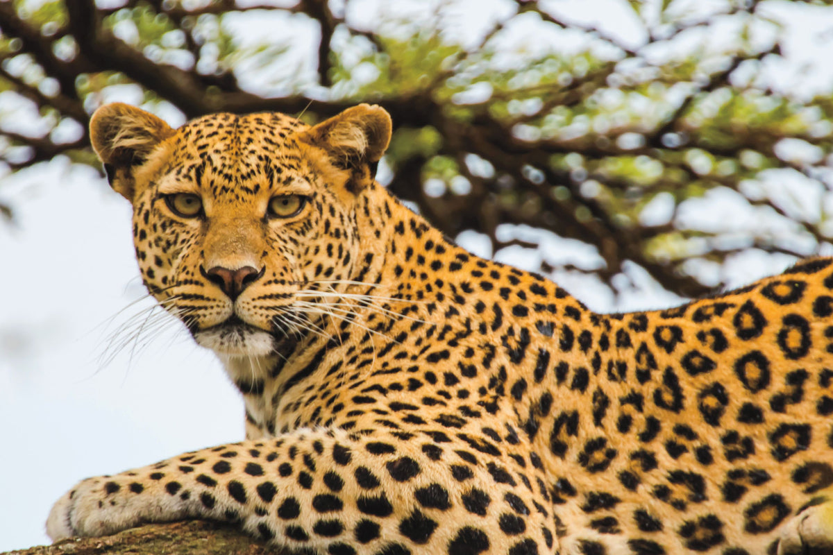 Lounging Leopard Mural Wallpaper - pure wallpaper artwork