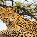 Lounging Leopard Mural Wallpaper - pure wallpaper artwork