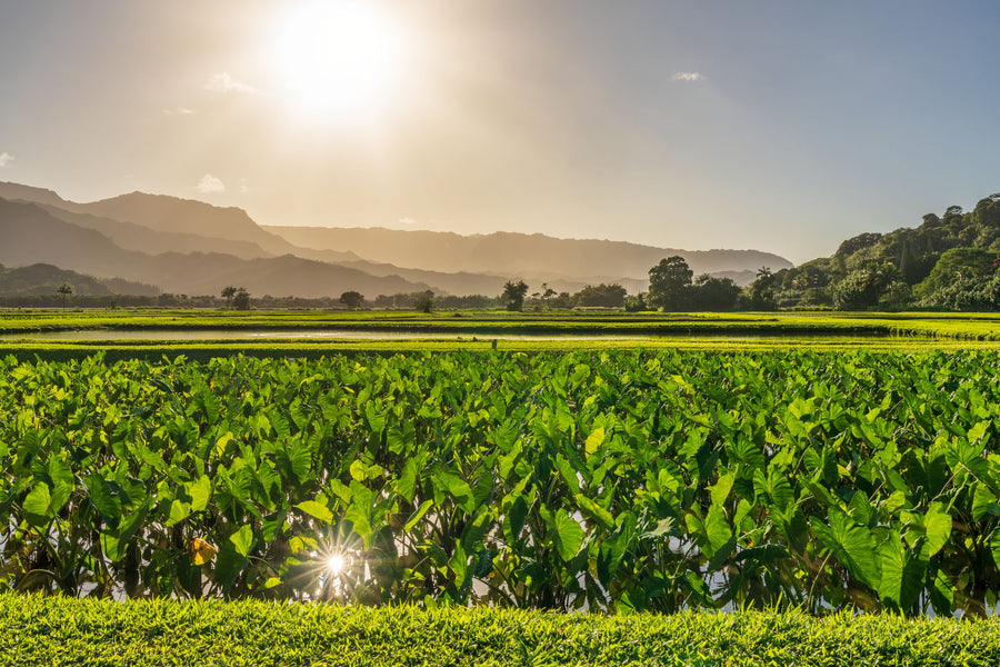 Golden Field Sunset Mural Wallpaper