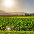 Golden Field Sunset Mural Wallpaper - pure wallpaper artwork