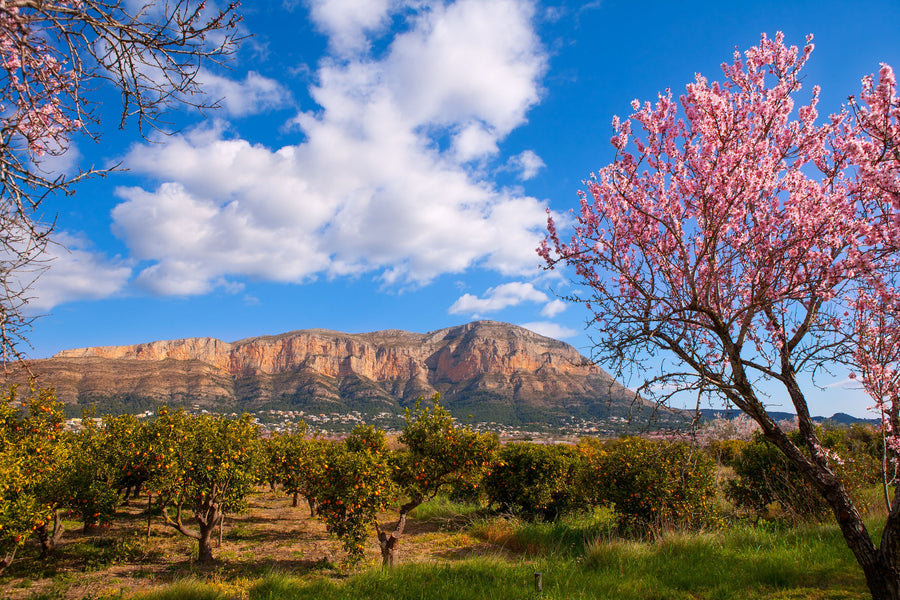 Almond Tree Mural Wallpaper