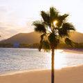 See Through Palms Mural Wallpaper - pure wallpaper artwork