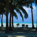 Palm Panorama II Mural Wallpaper - pure wallpaper artwork