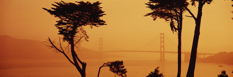 Amber Crossing Mural Wallpaper