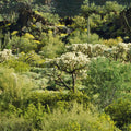 Desert Cactus Bloom Mural Wallpaper - pure wallpaper artwork