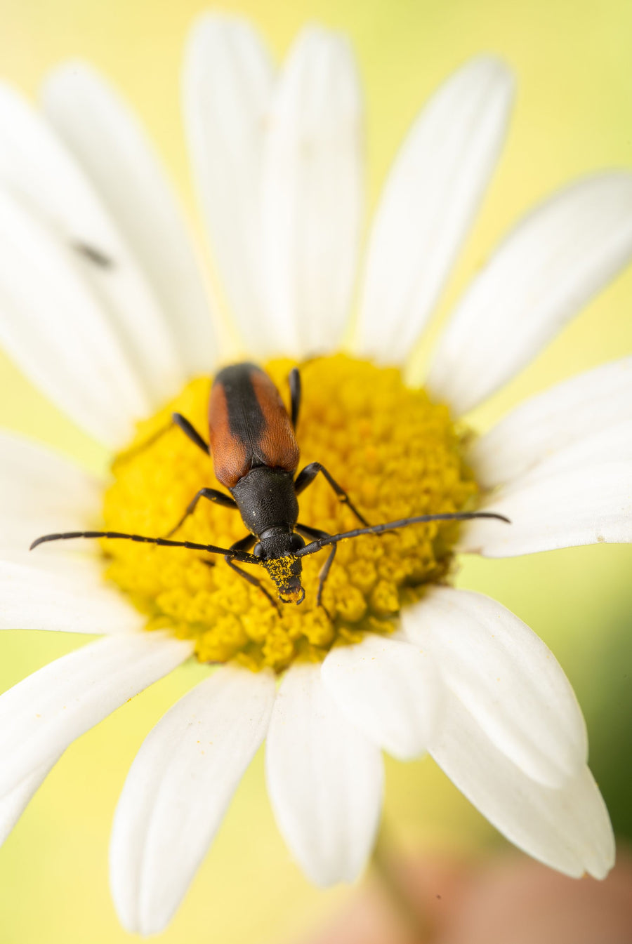 Hello Beetle Mural Wallpaper