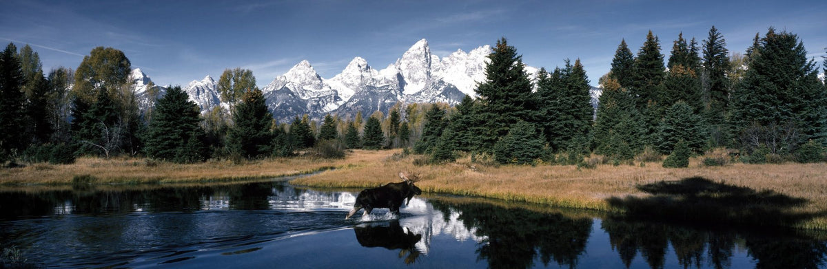 Mountain Moose Serenity Mural Wallpaper - pure wallpaper artwork