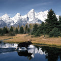 Mountain Moose Serenity Mural Wallpaper - pure wallpaper artwork