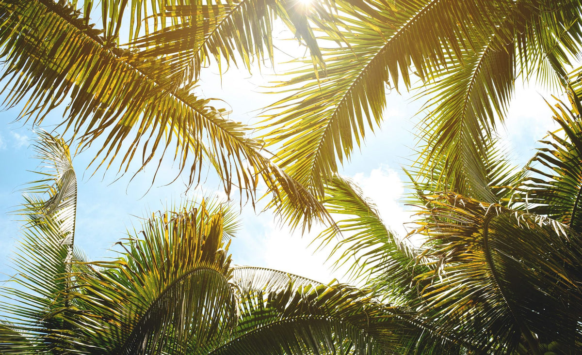Looking Through Palm Leaves Mural Wallpaper - pure wallpaper artwork
