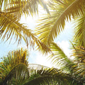 Looking Through Palm Leaves Mural Wallpaper - pure wallpaper artwork