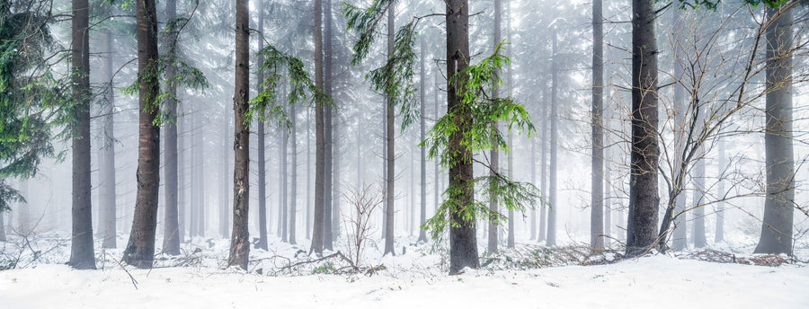 Cold Green Forest Mural Wallpaper