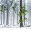 Cold Green Forest Mural Wallpaper - pure wallpaper artwork