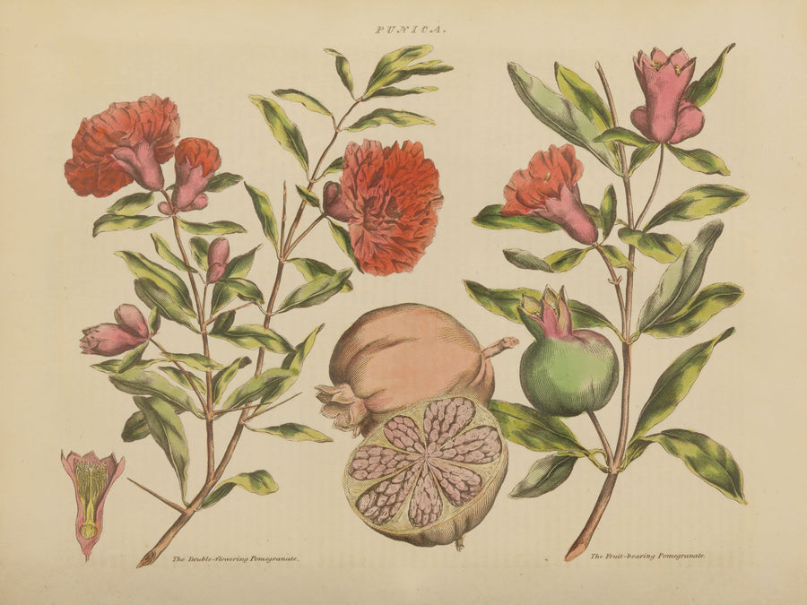 Herbal Botanical III Mural Wallpaper