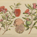 Herbal Botanical III Mural Wallpaper - pure wallpaper artwork