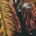 Old Palm Leaves Mural Wallpaper - pure wallpaper artwork