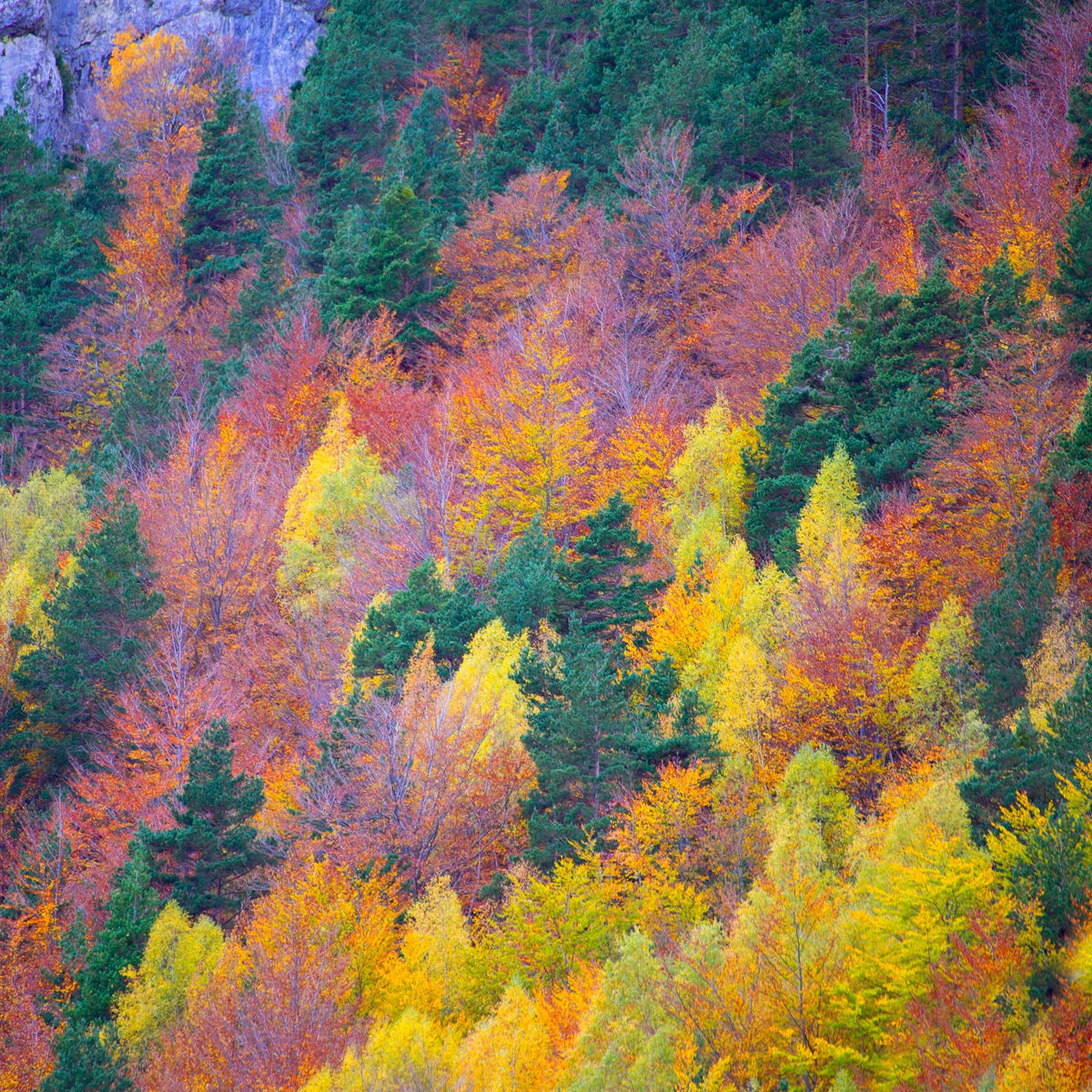 Foliage Fresh Mural Wallpaper - pure wallpaper artwork