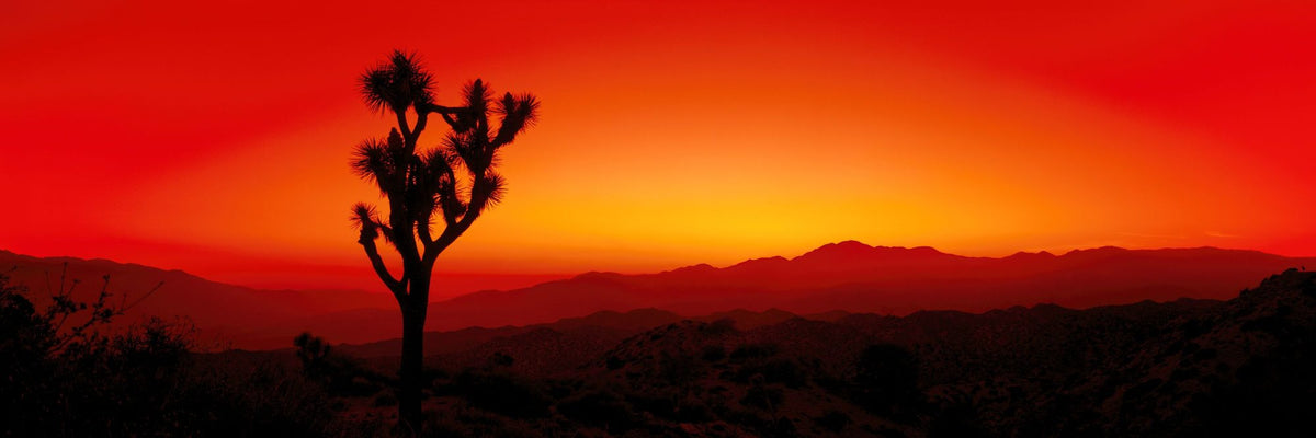 Joshua Tree Twilight Mural Wallpaper - pure wallpaper artwork