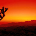 Joshua Tree Twilight Mural Wallpaper - pure wallpaper artwork