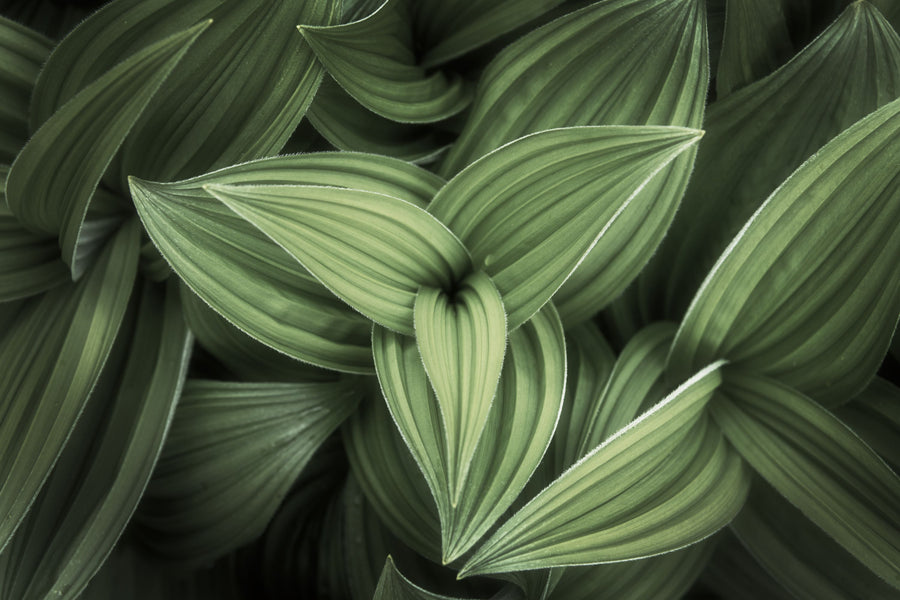 Corn Lily Mural Wallpaper