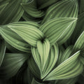 Corn Lily Mural Wallpaper - pure wallpaper artwork