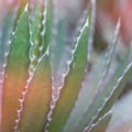 Dream Desert III Mural Wallpaper - pure wallpaper artwork