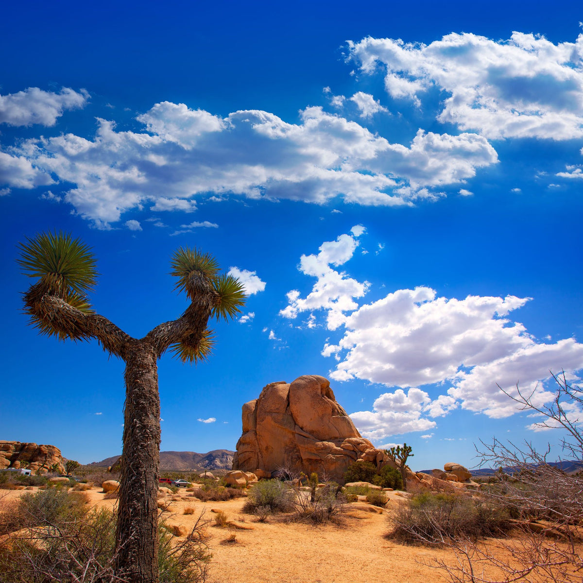 Joshua Tree Blue III Mural Wallpaper - pure wallpaper artwork