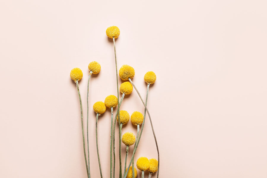 Craspedia Globosa Mural Wallpaper
