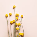 Craspedia Globosa Mural Wallpaper - pure wallpaper artwork
