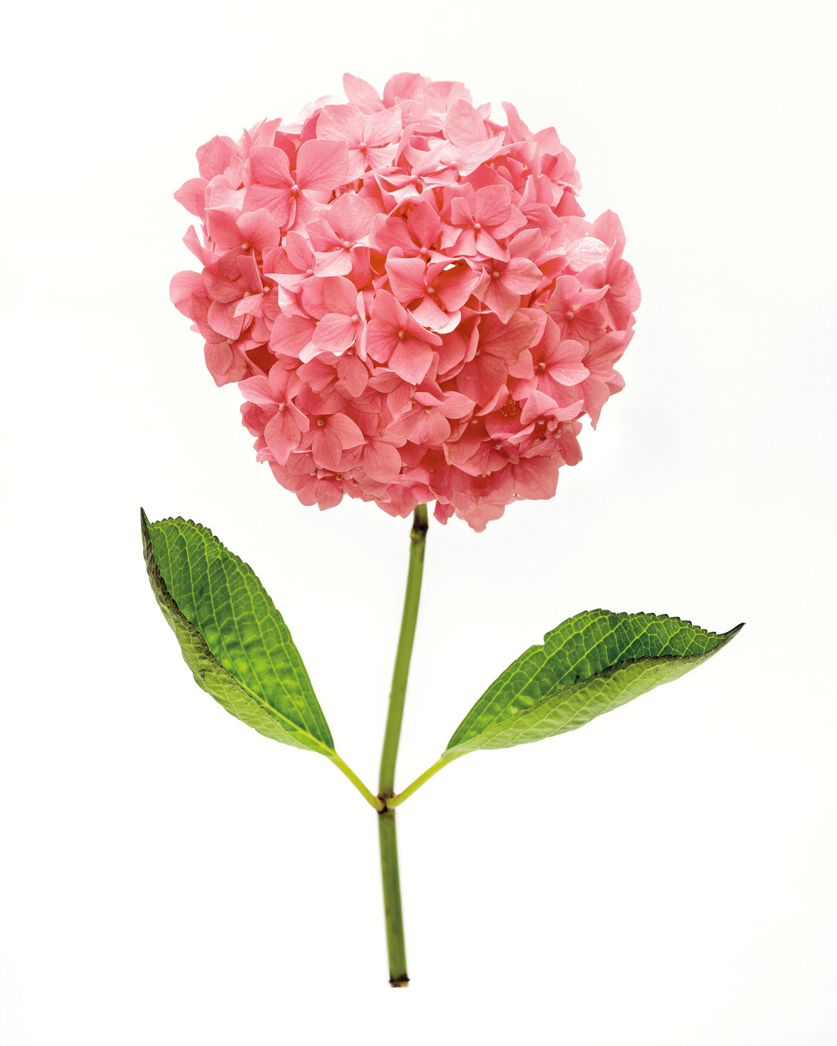 Providence Hydrangea I Mural Wallpaper - Light Tone - pure wallpaper artwork