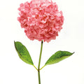 Providence Hydrangea I Mural Wallpaper - Light Tone - pure wallpaper artwork