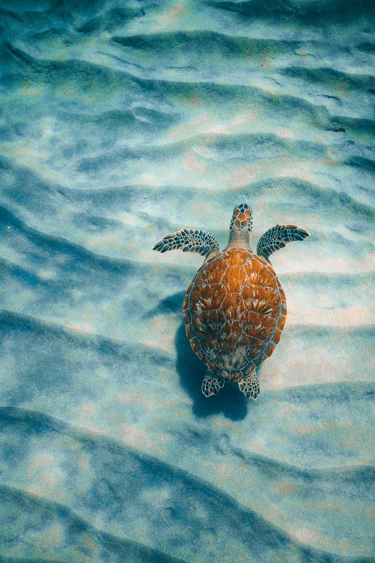 Sandbar Sea Turtle I Mural Wallpaper - pure wallpaper artwork