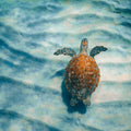 Sandbar Sea Turtle I Mural Wallpaper - pure wallpaper artwork