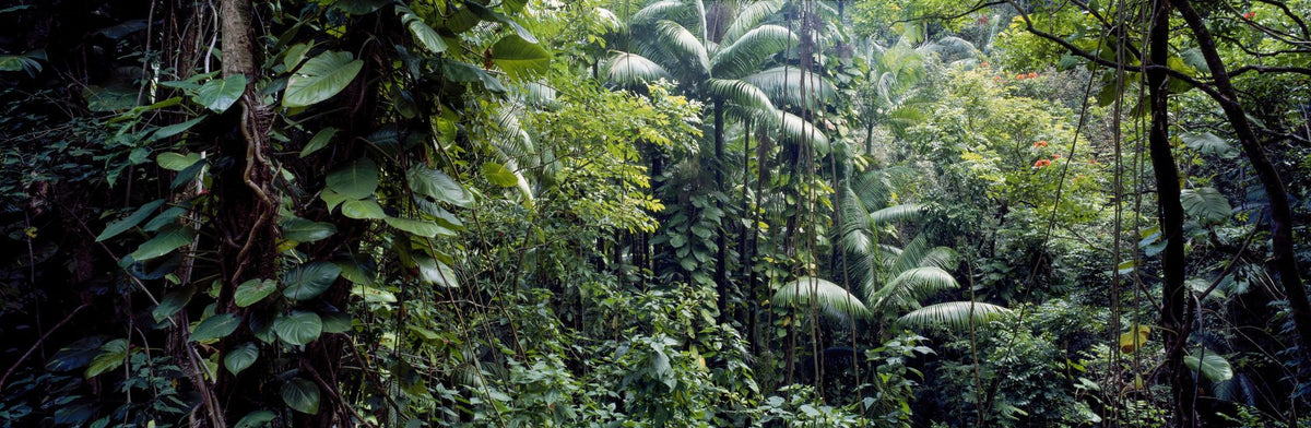Tropical Eden Mural Wallpaper - pure wallpaper artwork