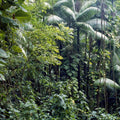 Tropical Eden Mural Wallpaper - pure wallpaper artwork