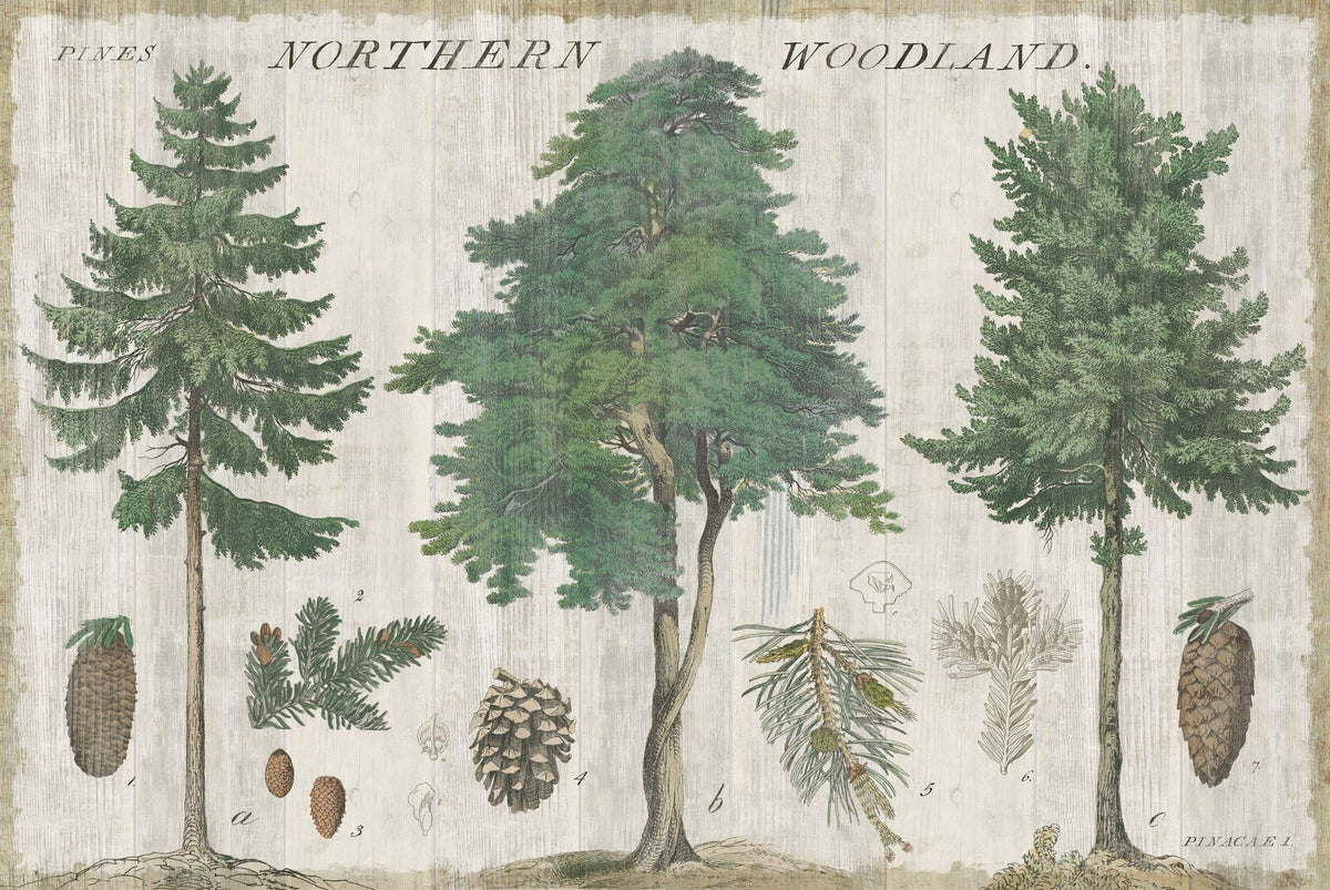 Woodland Chart I Mural Wallpaper - pure wallpaper artwork