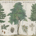 Woodland Chart I Mural Wallpaper - pure wallpaper artwork