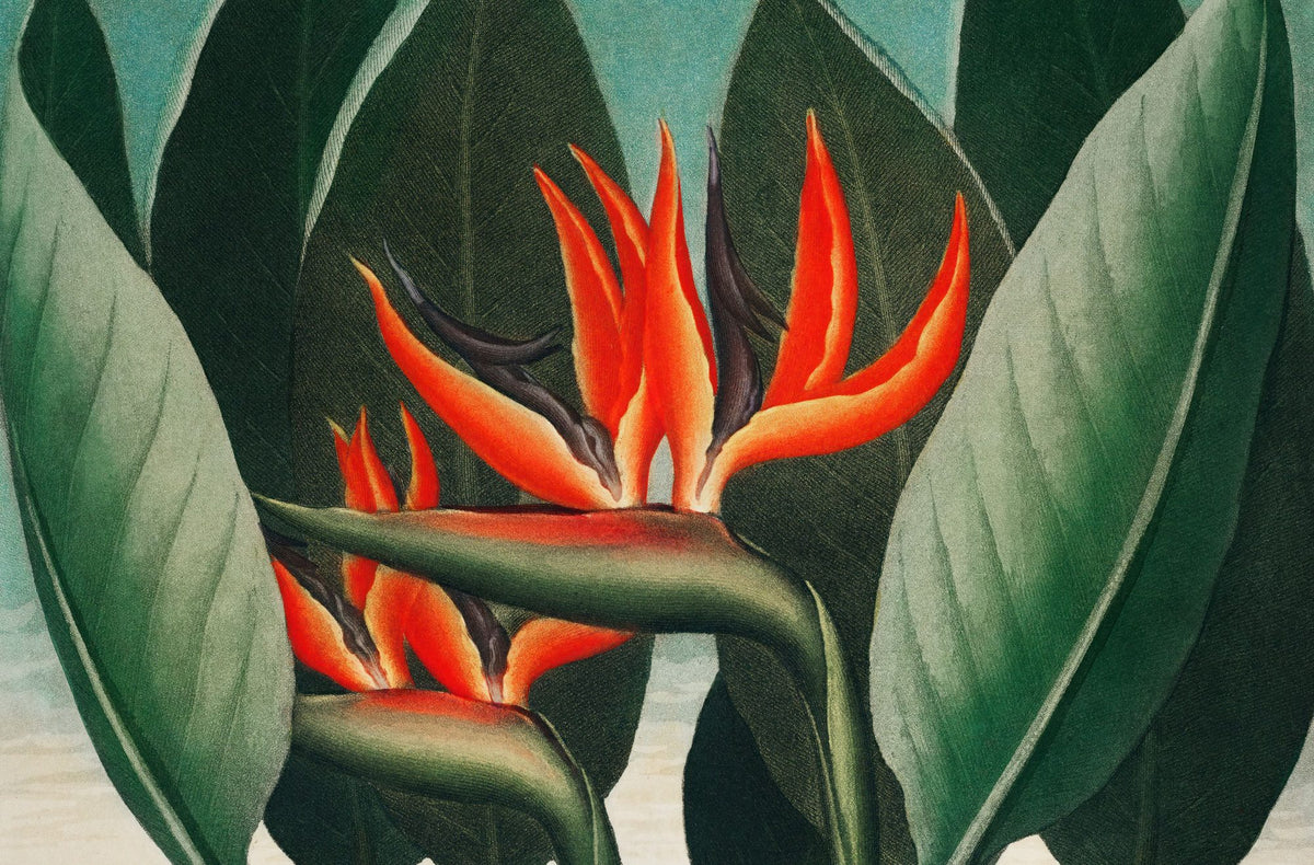 The Queen–Plant Mural Wallpaper - pure wallpaper artwork