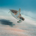 Wave Hello Mural Wallpaper - pure wallpaper artwork